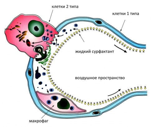 сурфактант легких