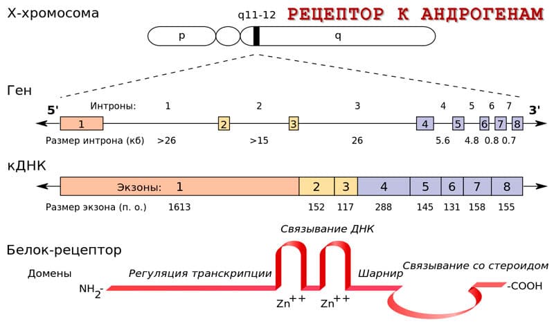 Рецептор к андрогенам