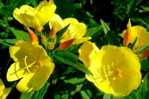  Масло примулы вечерней полезно для здоровья