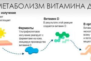 Современный взгляд на биохимические превращения витамина Д в организме