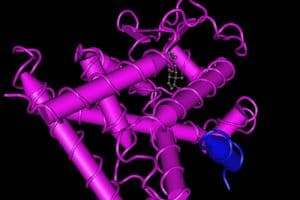 Конформационные изменения и негеномные действия VDR