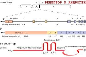 О синдроме нечувствительности к андрогенам