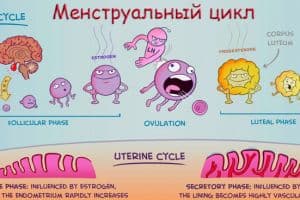 Как уровень витамина D может влиять на продолжительность менструального цикла у женщин