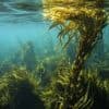 Новое лекарство от рака из бактерий морских водорослей