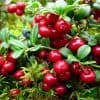 Клюква для здоровья сердца и сосудов