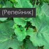Лечение кисты почки лопухом