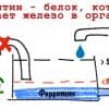 Анализ на ферритин - объективный уровень железа в организме