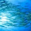 Морские водоросли - новый ресурс омега-3